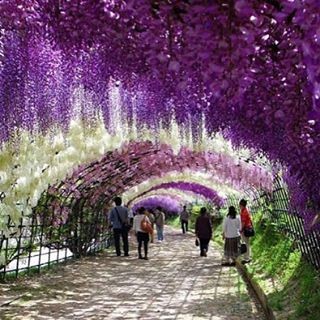 kwiatowy tunel z Japoni